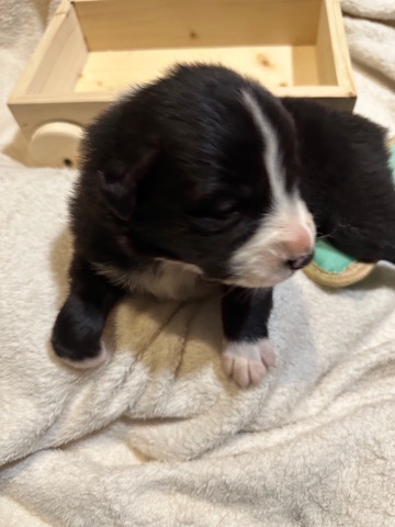 Australian Shepherd – AKC/ASDR Australian Shepherd Puppy #1 Male