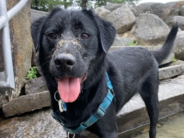 Labrador Retriever – Meet Piper! – North Kingstown