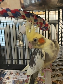 Cockatiel – Cockatiel breading pair