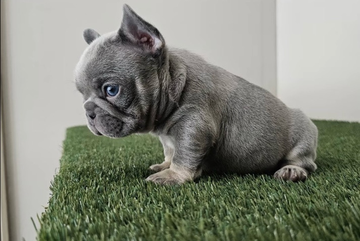 French bulldog