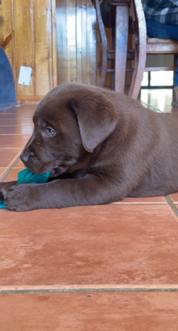 selling last lab pup teddy