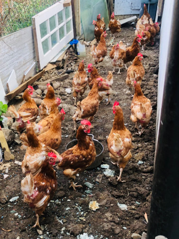 chickens for sale