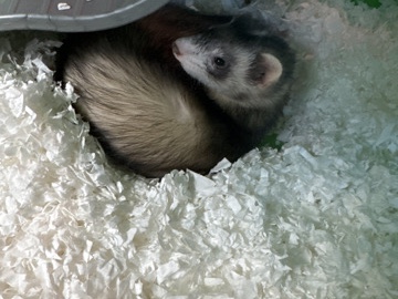 ferret for sale
