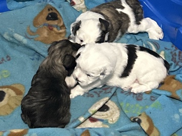 Miniature Schnauzer – Blue eyes miniatur Schnauzers – Deltona
