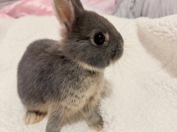 Netherland Dwarf – Netherland dwarf bunny – Haines City