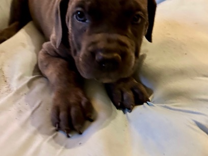 Cane Corso – Cane Corso puppy – Savannah