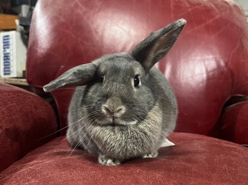 Holland Lop – bunnies, need a home within 6 days or gets put down – Meridian