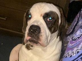 Mixed Breed – BaBa – Baltimore