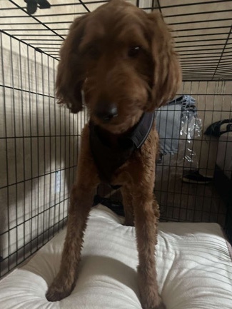 Golden Retriever – Cookie the Golden doodle.