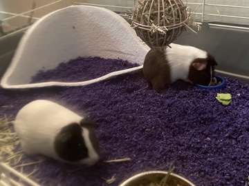 Guinea Pig – help me rehome my cuties! – Cincinnati
