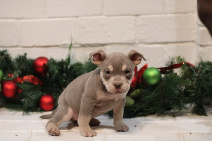 American Staffordshire Terrier – American Bulliews
