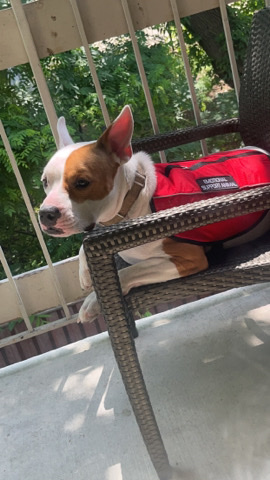 Trained /fixed male dog