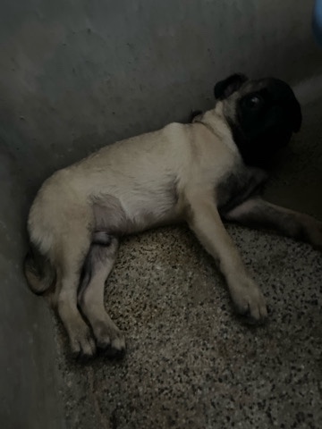 Pug – Male Pug