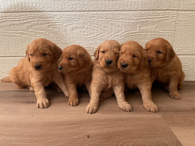 Golden Retriever – golden retriever puppies