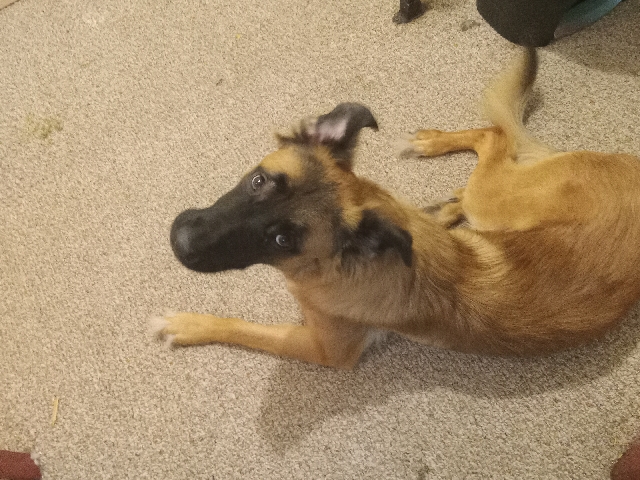 German Shepherd – django