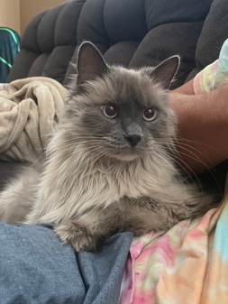 Senior looking for forever home 