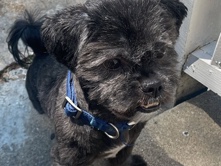 Shih Tzu – Deogi – Sweet Shih Tzu Looking for a Loving Home – New Orleans