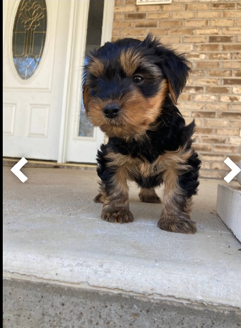Yorkshire Terrier – Yorkshire Terrier pups