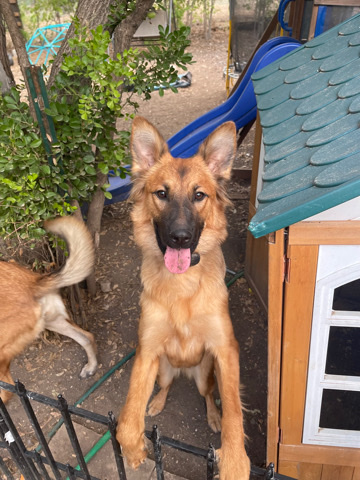 German Shepherd – Forever home for Lady