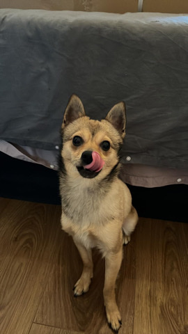 Pomeranian – pomchi/chihuahua for sale 8 months old