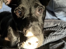 Labrador Retriever - LOCATED IN SA!! needing to rehome my puppy available for adoption in Irving