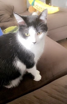 cute cat needs rehomed