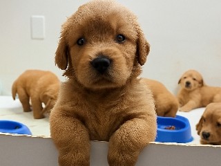 Golden Retriever – CKC Golden Retriever Puppies – Free Delivery in Fl – North Port