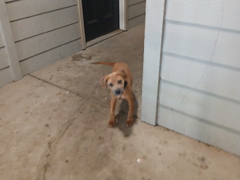 American Pit Bull Terrier - Nala available for adoption in Dallas