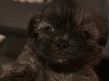 Shih Tzu – shih Tzu puppies – Delray Beach