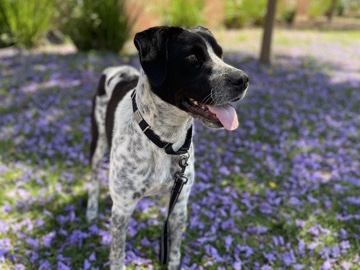 Pointer (dog breed) – Rehome - Sweet Playful Boy – Mission Viejo