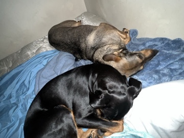 Doberman Pinscher – Female Shepherd and Domberman – New Market