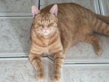 Peach – Bolton