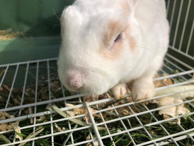 cute little pet bunny dwarf