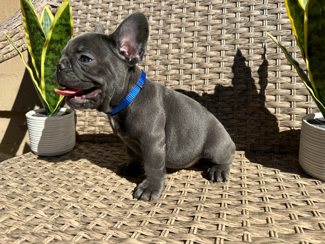 French Bulldog – frenchie