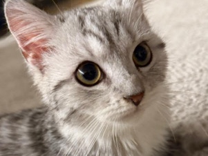 European Shorthair – liebevolle Hauskatzten – Neckarsulm