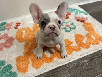 French Bulldog – female French Buldog – Houston