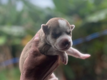 Siberian Husky – husky siberiano – Salvador
