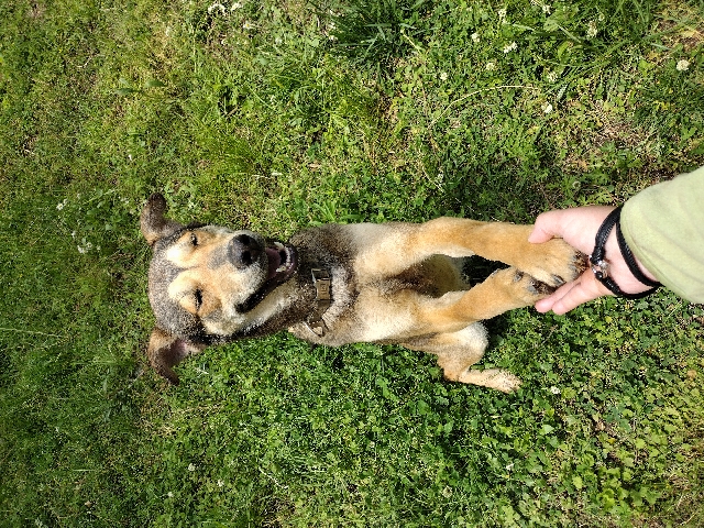 German Shepherd – German Shepherd Mix