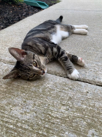 Rehoming sweet, very well behaved cat