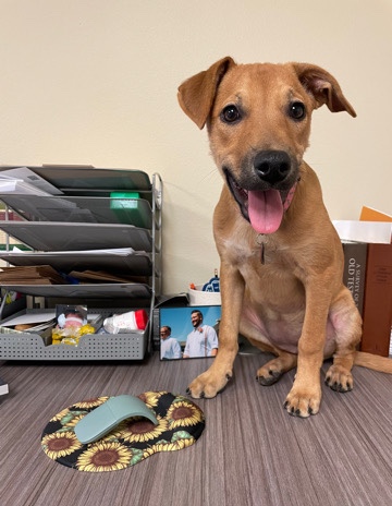 Belgian Shepherd Dog (Malinois) – Lab/Malinois Mix needs new home