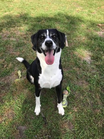 Black and Tan Coonhound – Tulip - Collie/Hound Mix