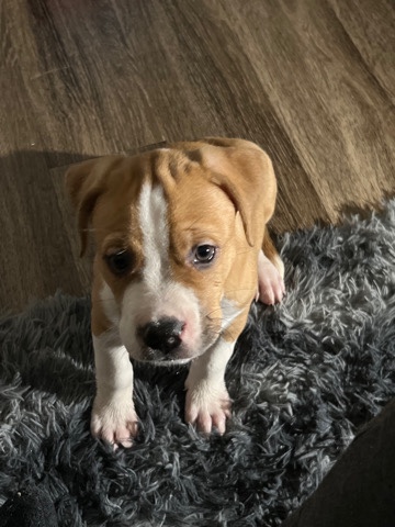 American Pit Bull Terrier – Pitbull Puppy