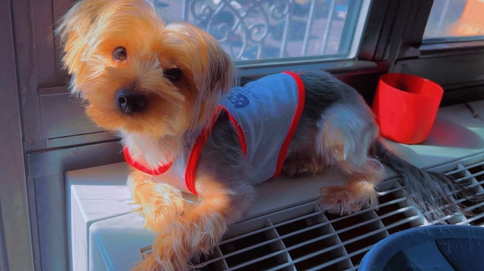 Yorkshire Terrier – Rehome