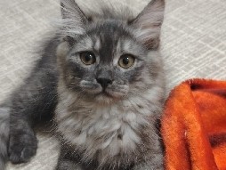 Friendly 5-Month-Old Mixed Breed Kitten for Sale in Ajman – Ajman