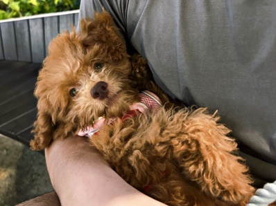 Maltipoo – re-home – Singapore
