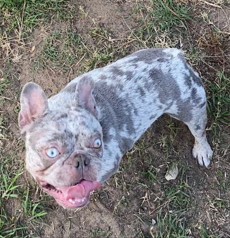 French Bulldog – French Bulldog