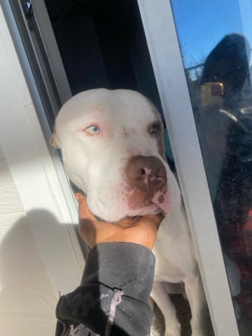 still looking for a home for him to go to