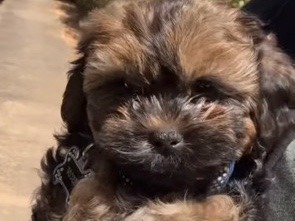 Shih Tzu – Roscoe – Locust Grove