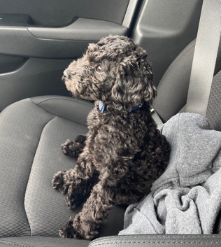 Poodle – 9 month old mini poodle black