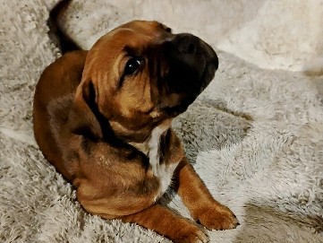 American Bulldog – Female Bulldog Puppy – Citronelle